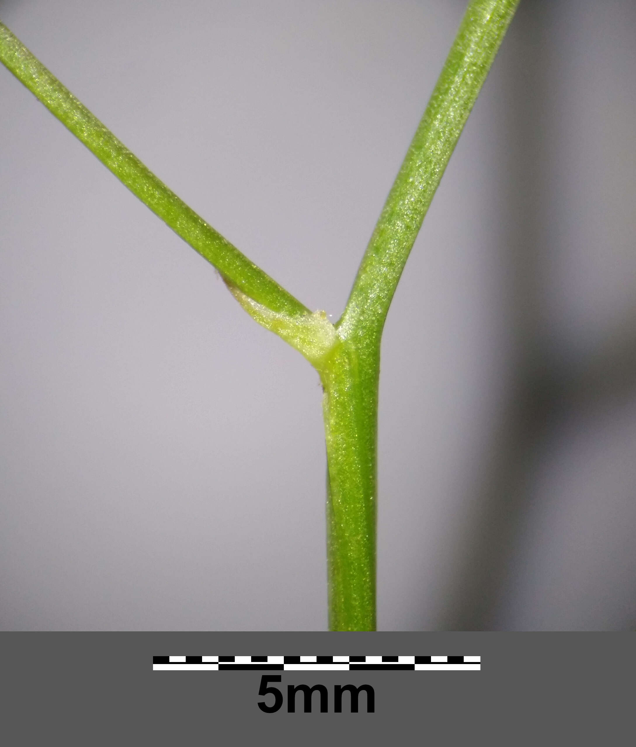 Image of smallflower hawksbeard