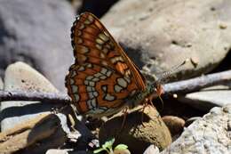 Plancia ëd Euphydryas maturna