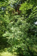 Image of Sorbus koehneana C. K. Schneid.