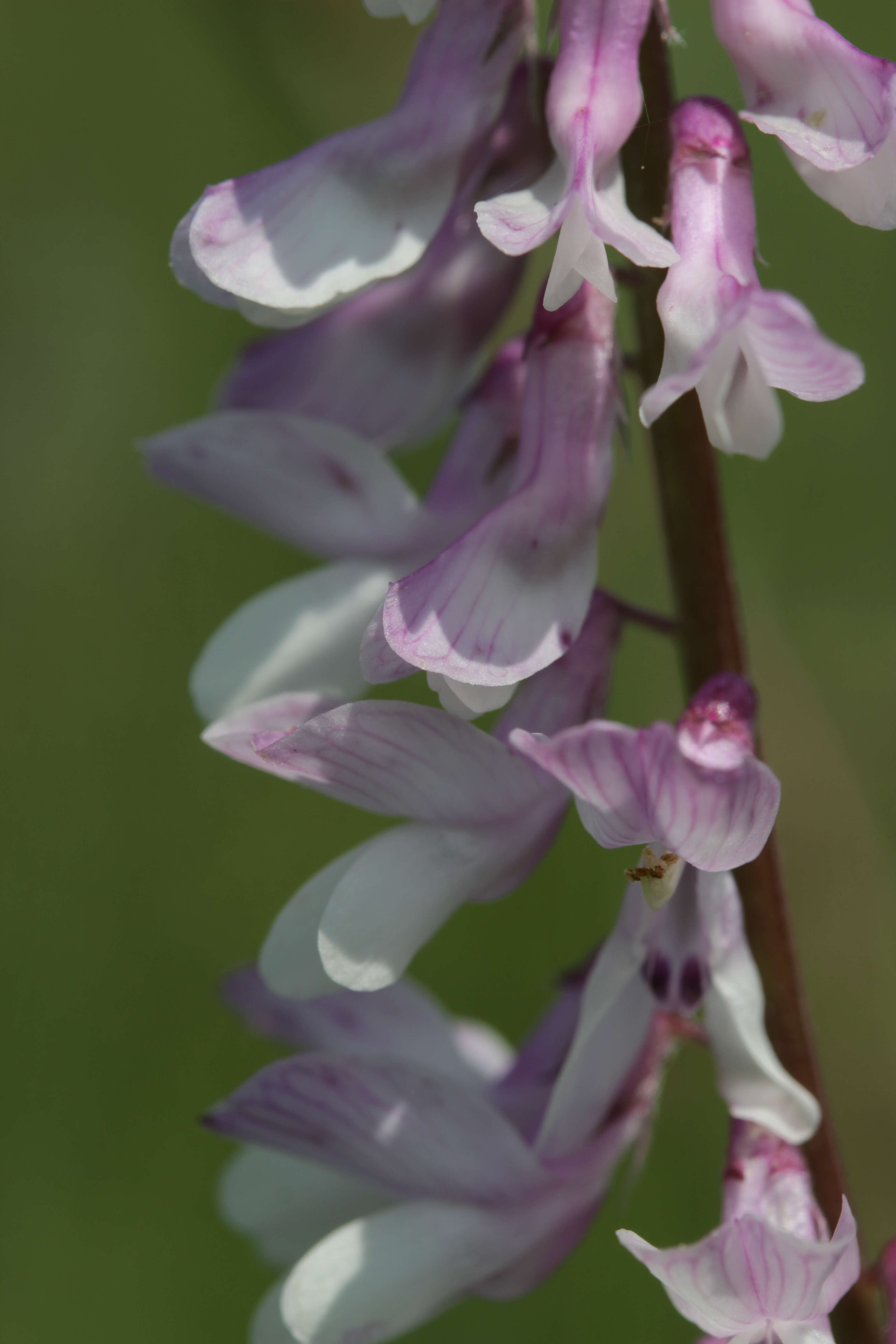 Imagem de Vicia tenuifolia Roth