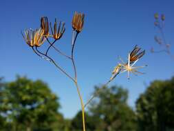 Image of smallflower hawksbeard