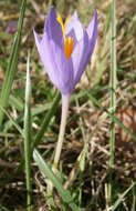 Crocus nudiflorus Sm. resmi