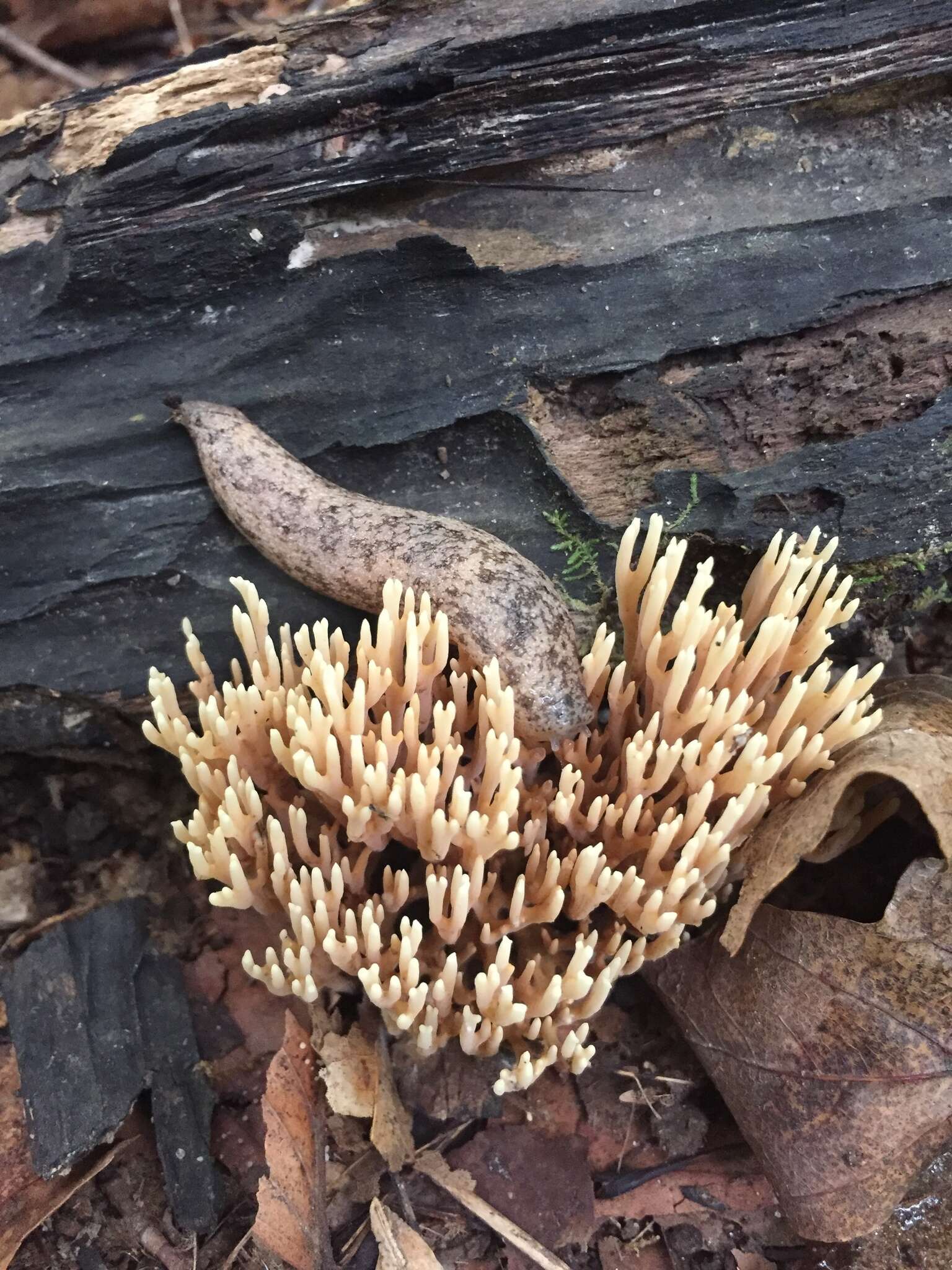 Image de Ramaria stricta (Pers.) Quél. 1888