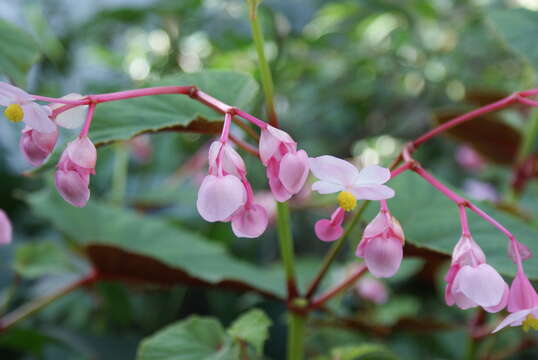 Image of hardy begonia