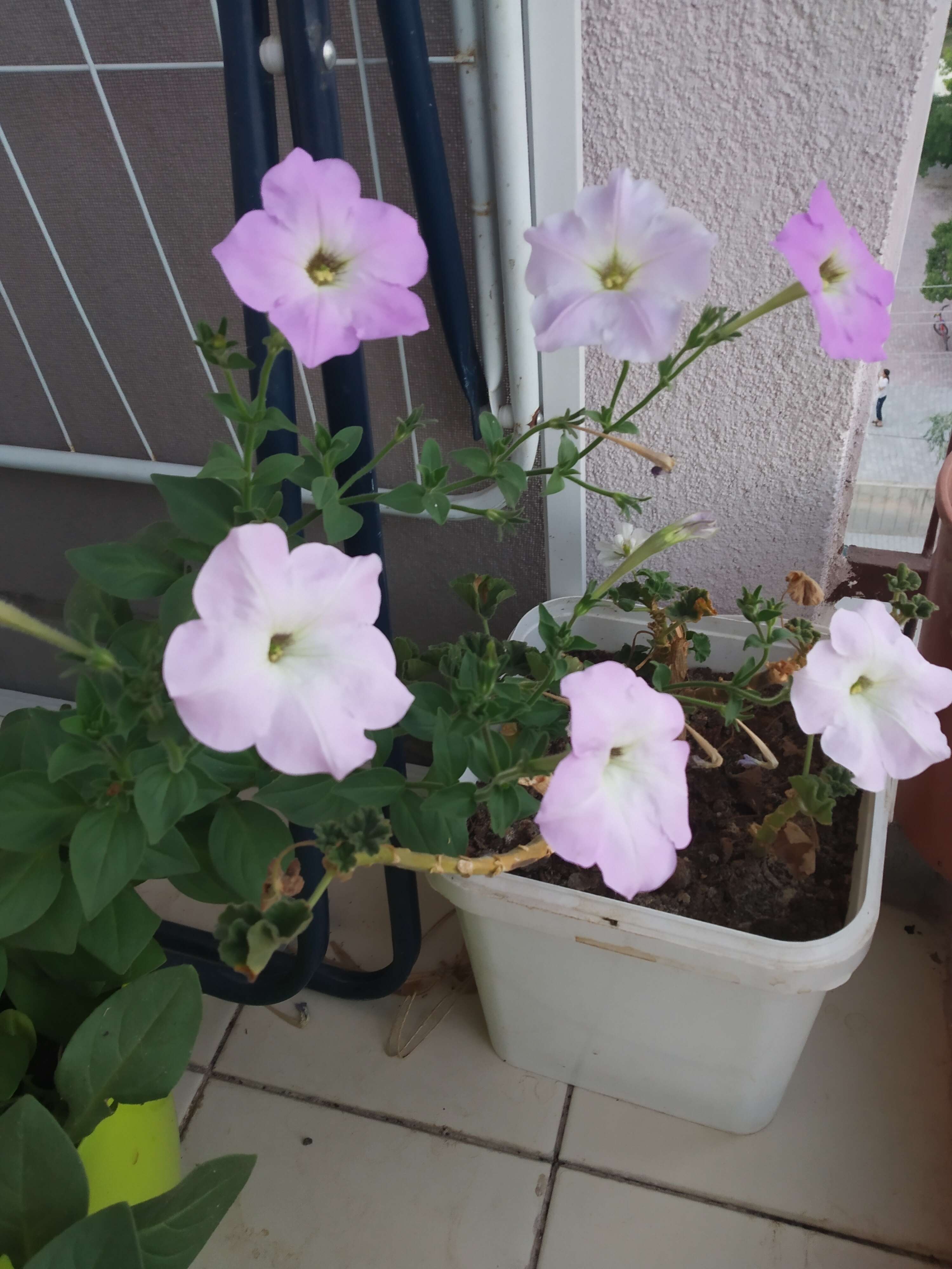 Image of petunia