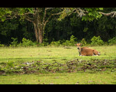 Image of Banteng