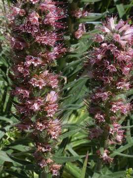 Image of Echium boissieri Steudel