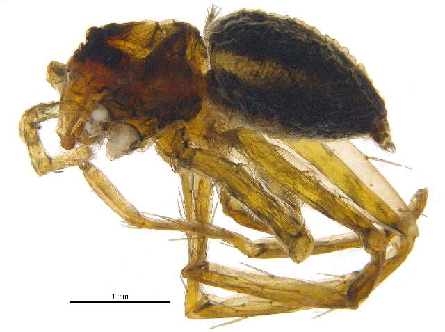 Image of Dolomedes facetus L. Koch 1876