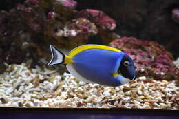 Image of Blue Surgeonfish