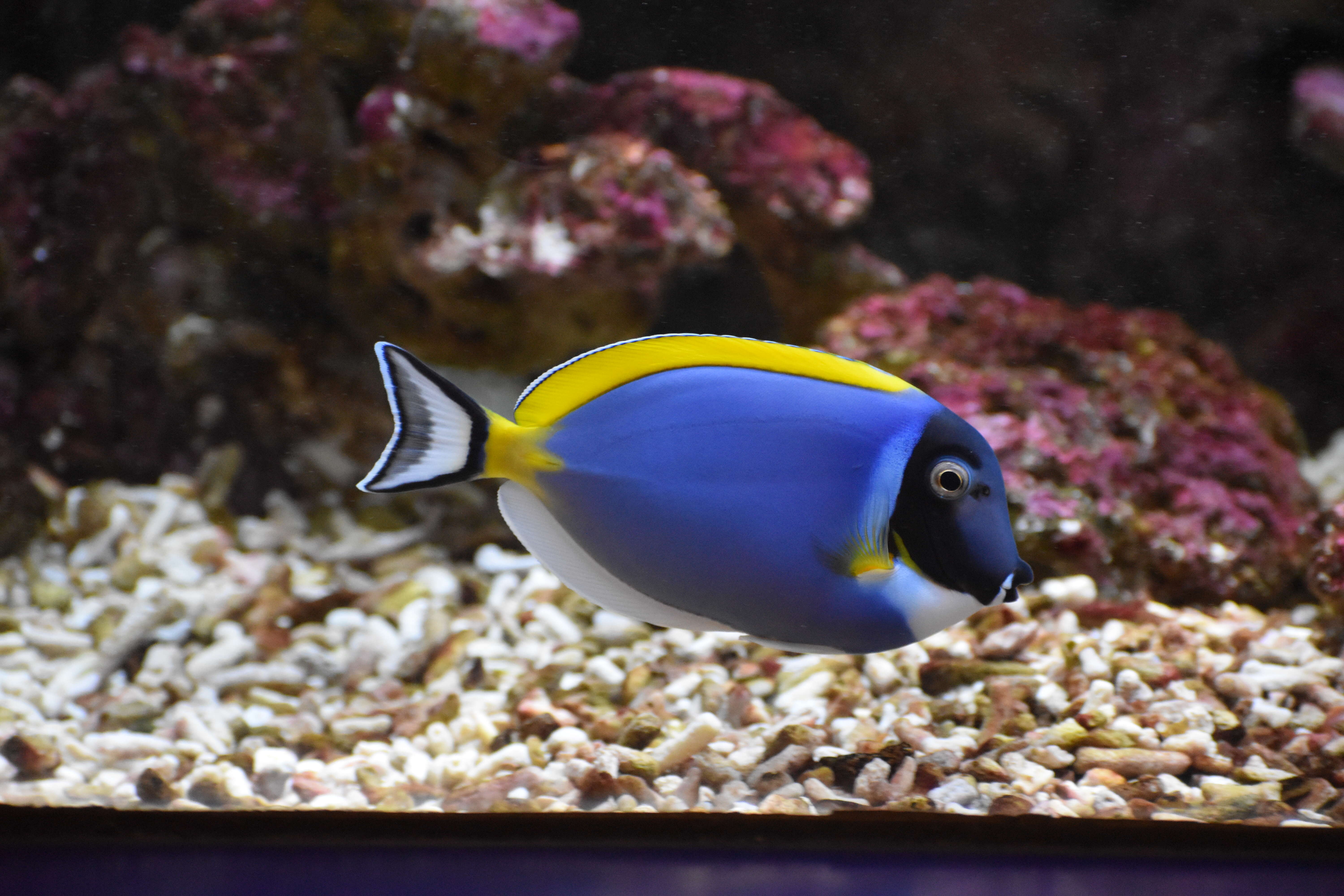 Image of Blue Surgeonfish