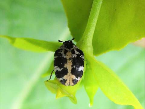 Imagem de Anthrenus scrophulariae (Linnaeus 1758)