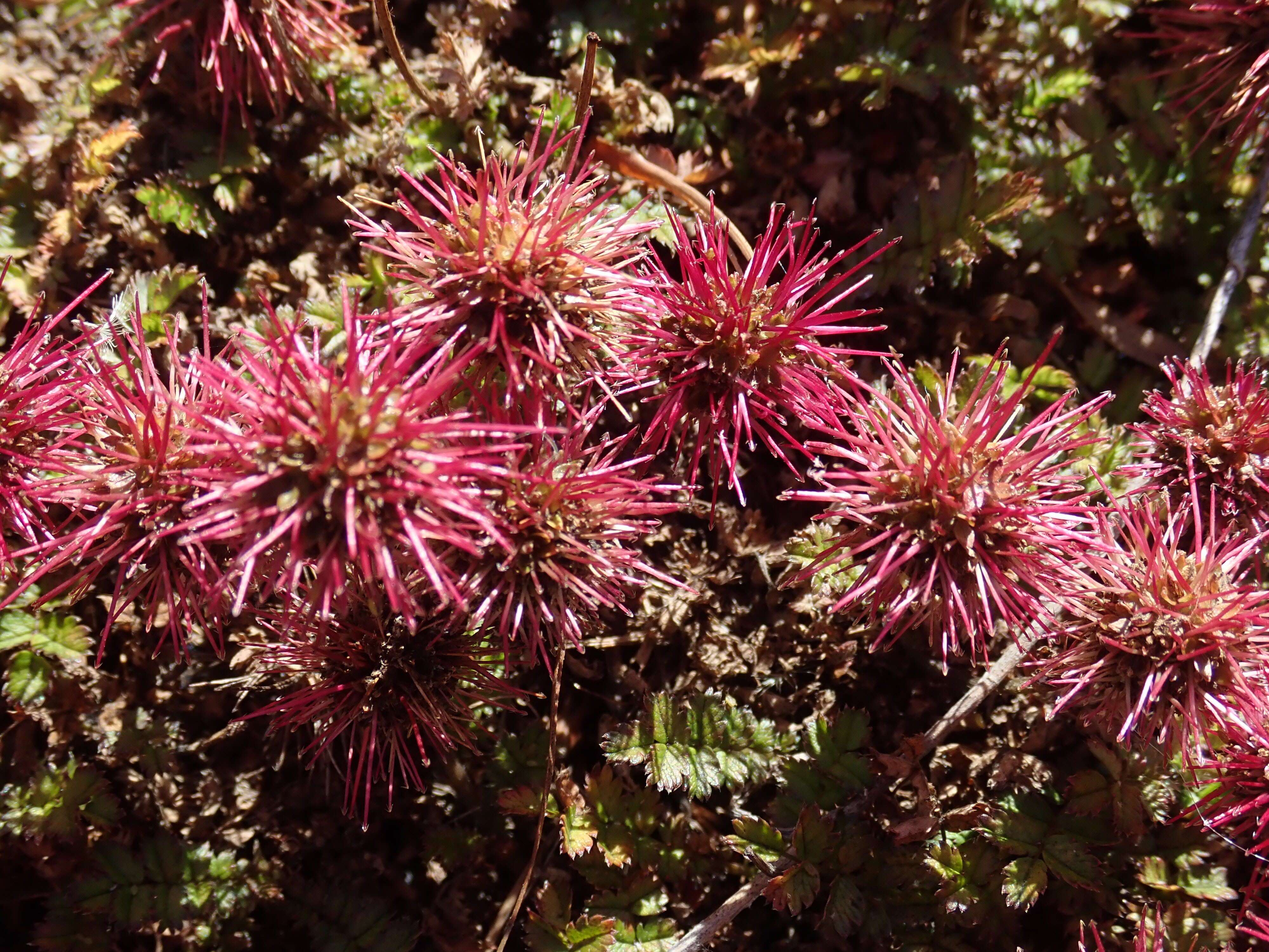 Image of Acaena microphylla Hook. fil.