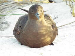 Image of Christmas Shearwater