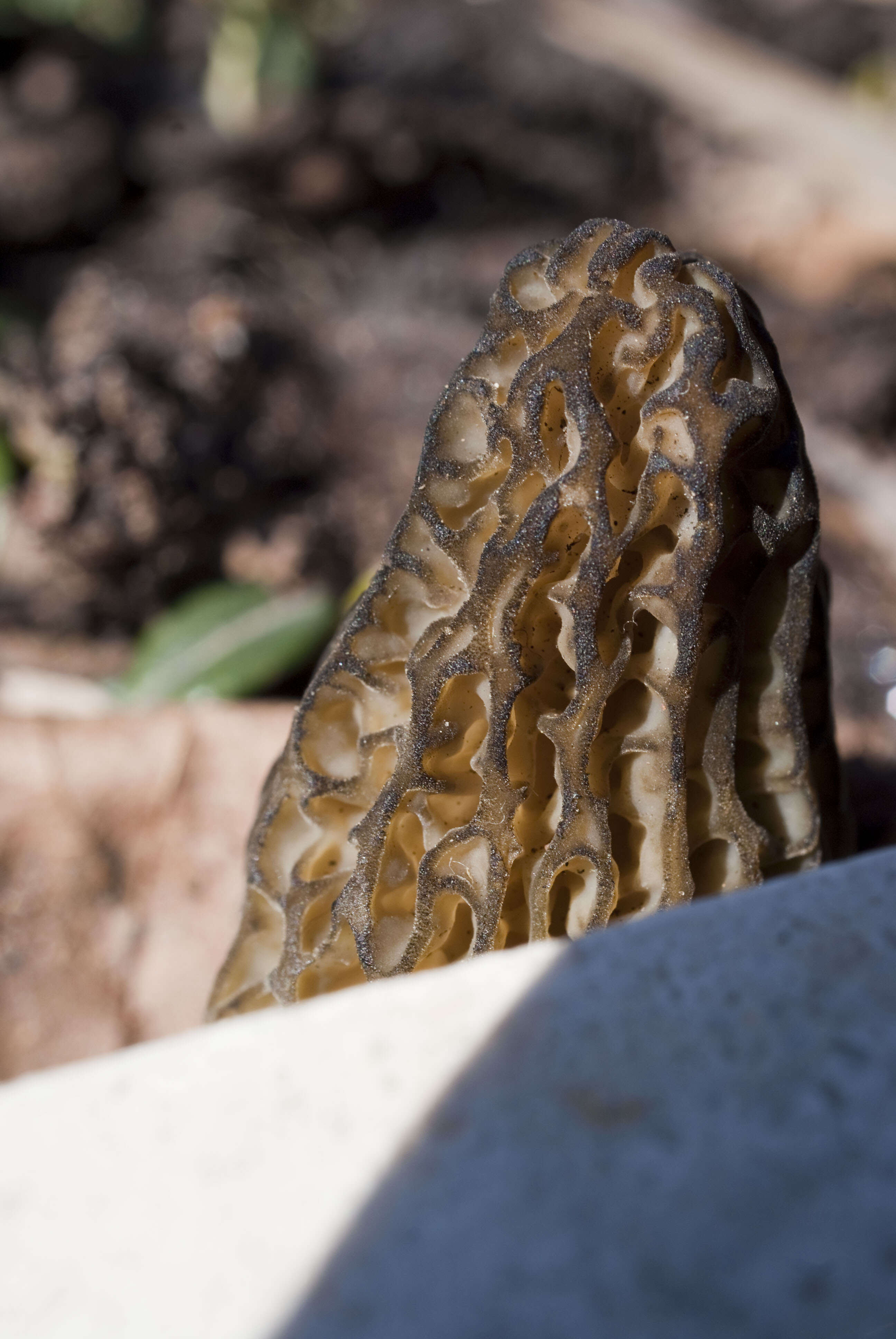 Image of Morchella importuna M. Kuo, O'Donnell & T. J. Volk 2012