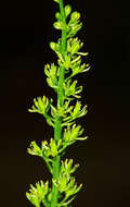 صورة Tofieldia calyculata (L.) Wahlenb.