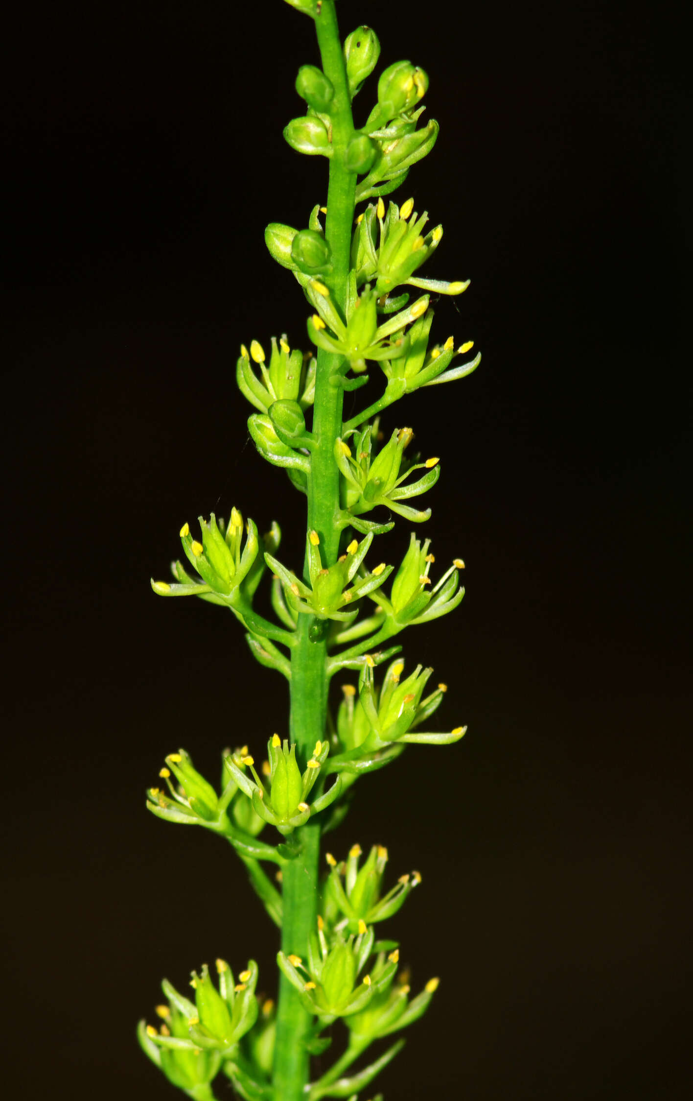 صورة Tofieldia calyculata (L.) Wahlenb.