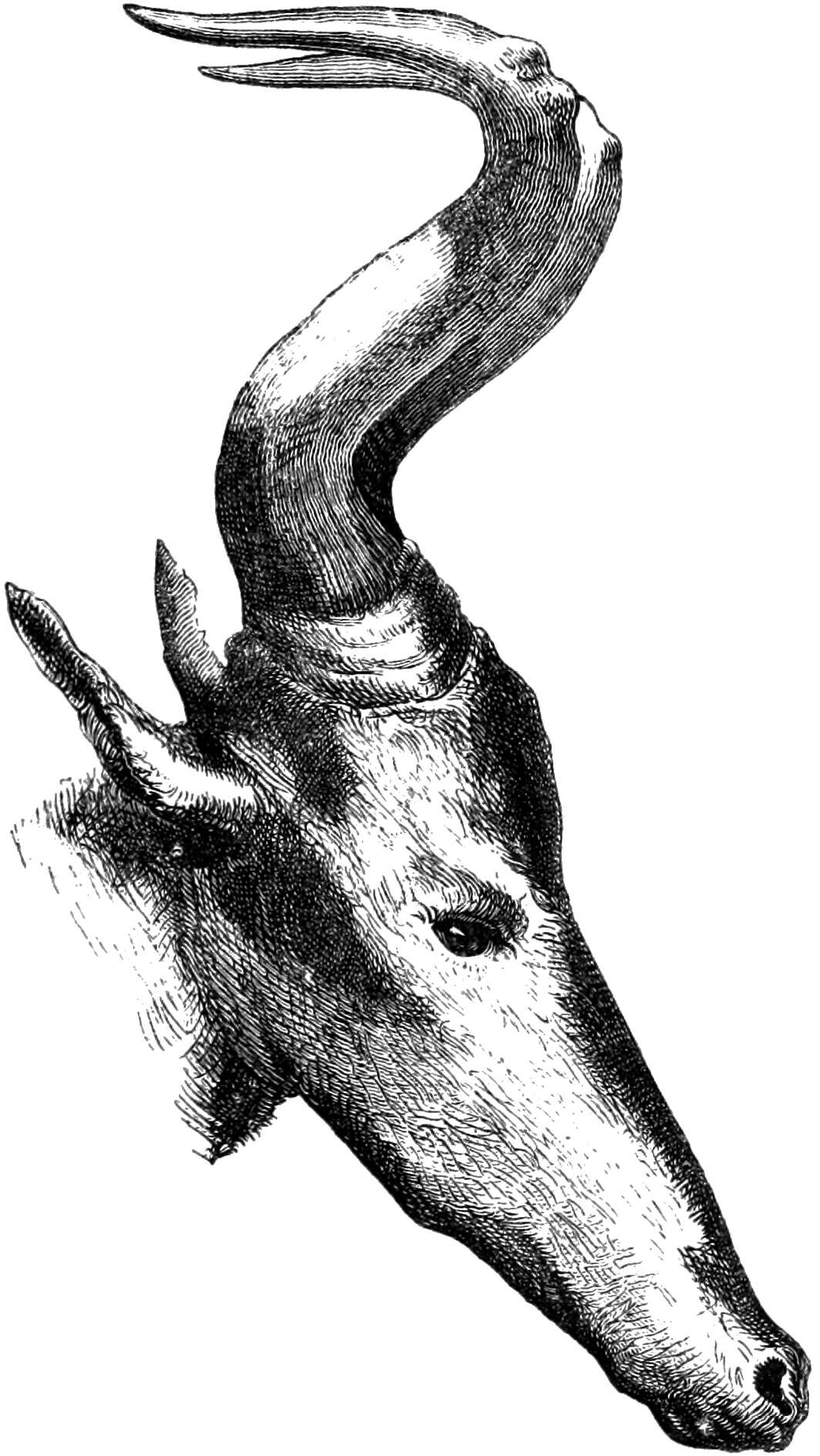 Image of Alcelaphus buselaphus caama
