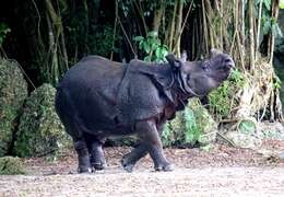 Image of Indian Rhinoceros