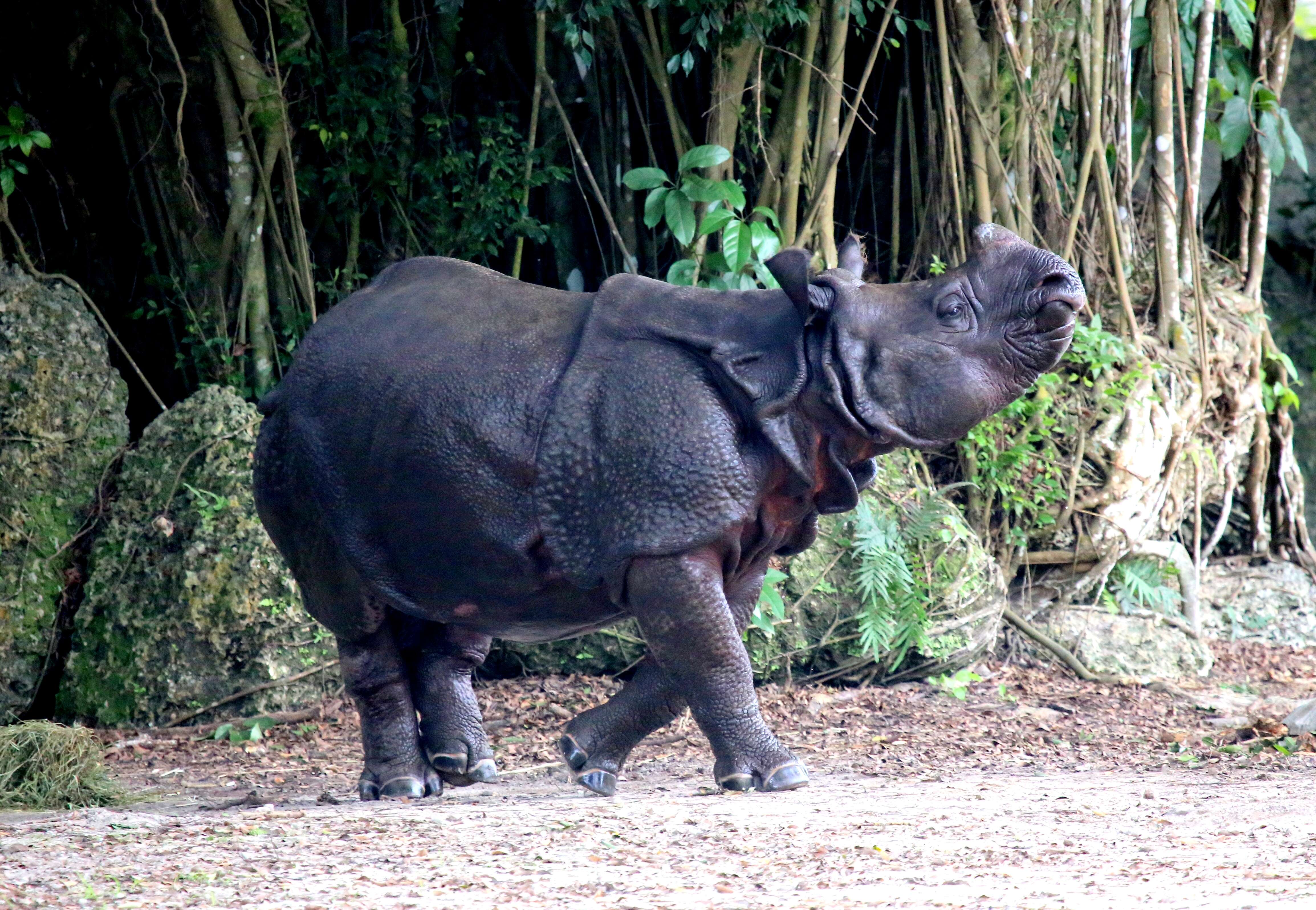 Image of Indian Rhinoceros