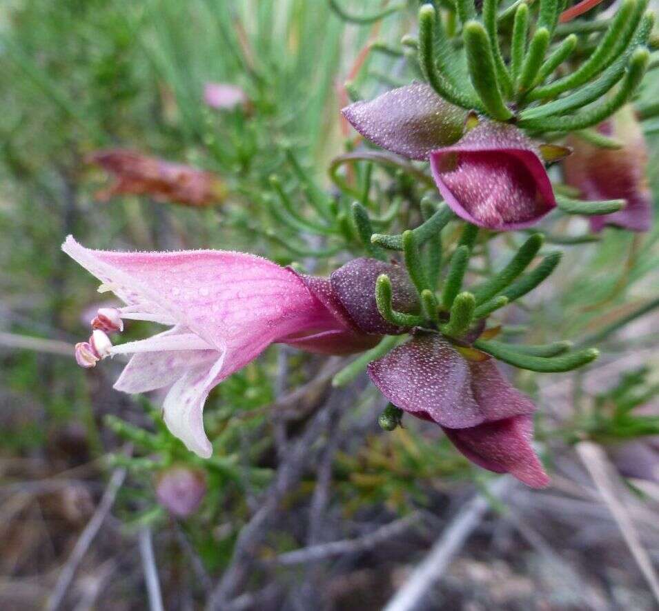 Image of Prostanthera florifera B. J. Conn