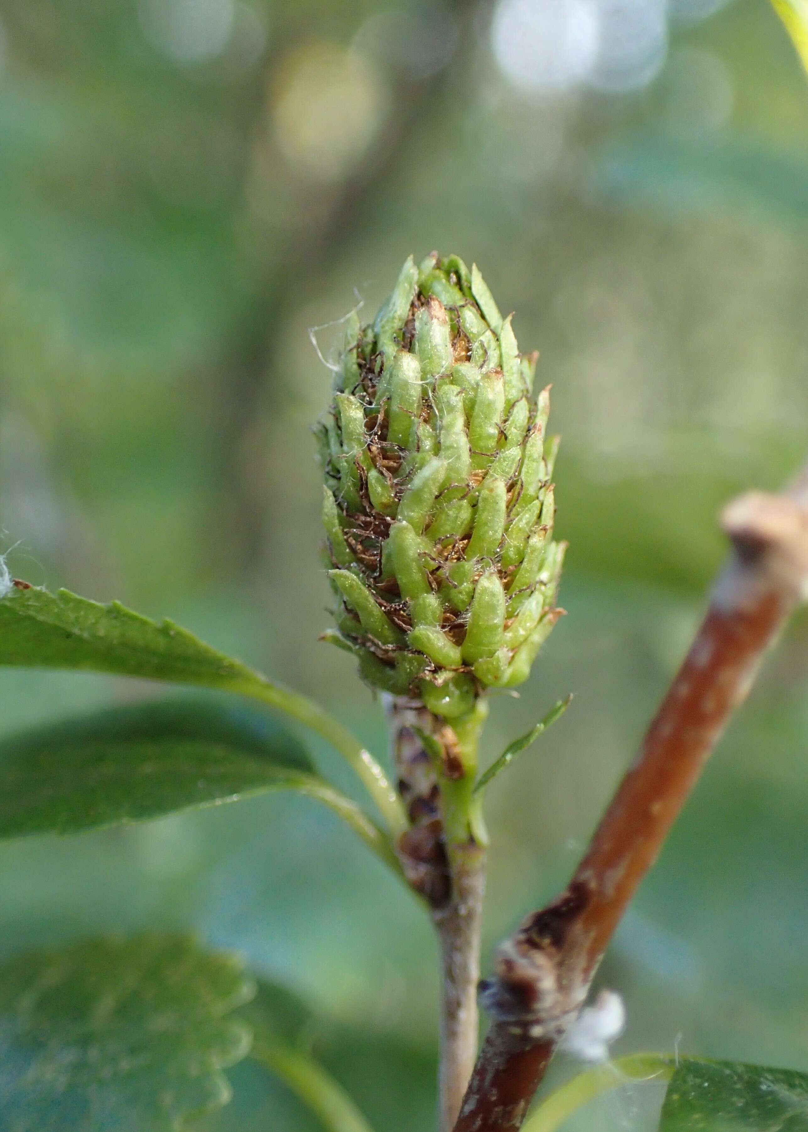 Image of Shrubby Birch