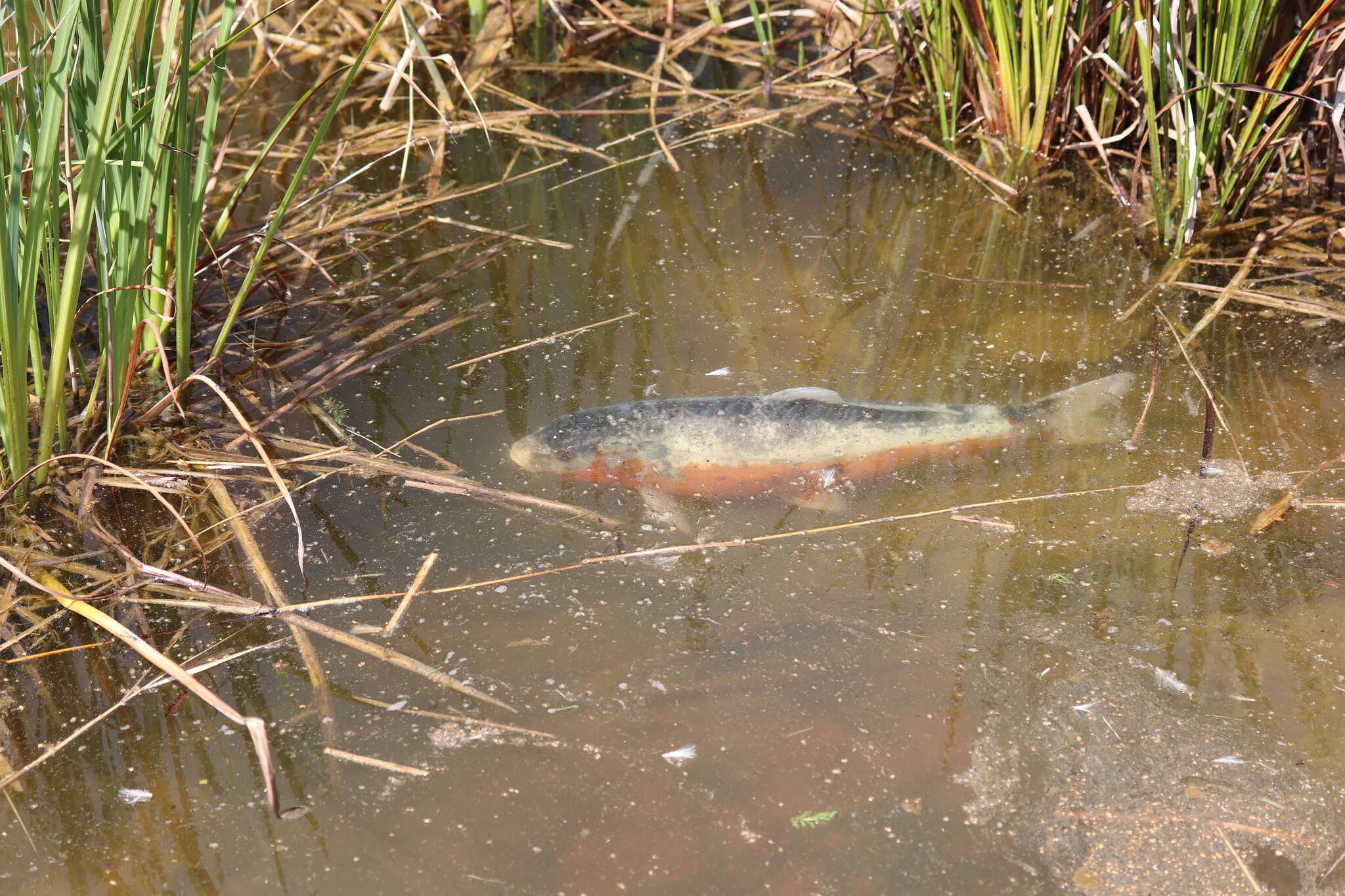 Image of Cyprinus rubrofuscus Lacepède 1803