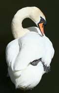 Image of Mute Swan