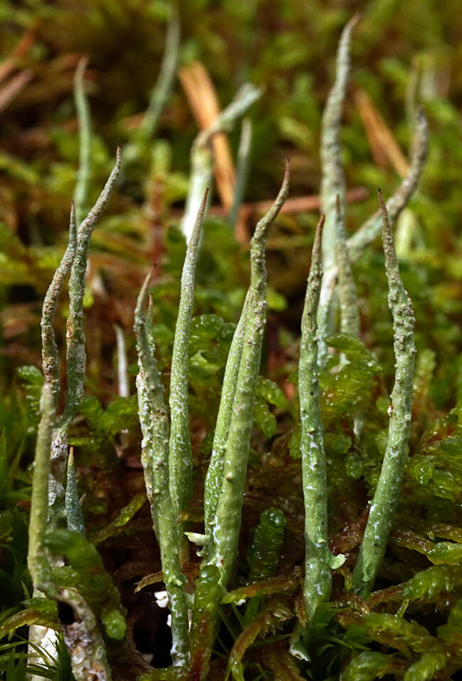 Image of cup lichen