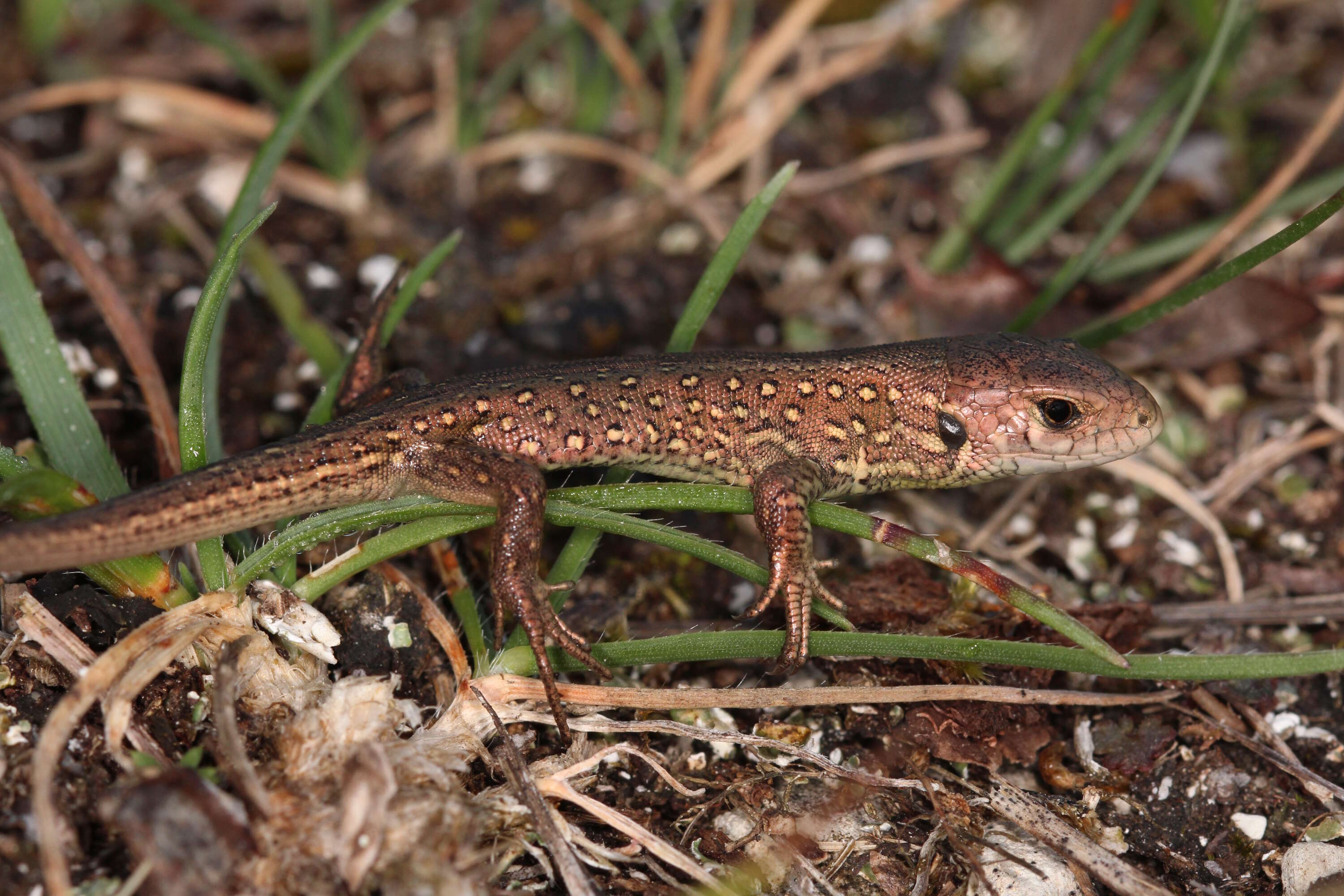 Image of Sand Lizard