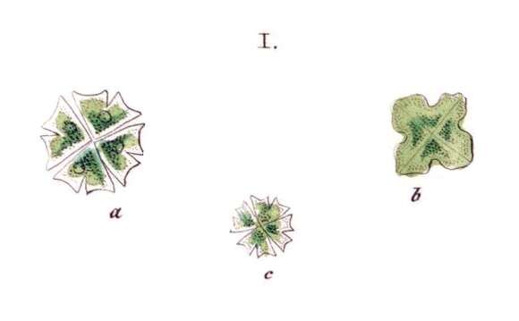 Image of Stauridium