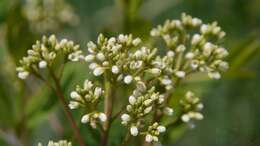 Image of Indian-hemp