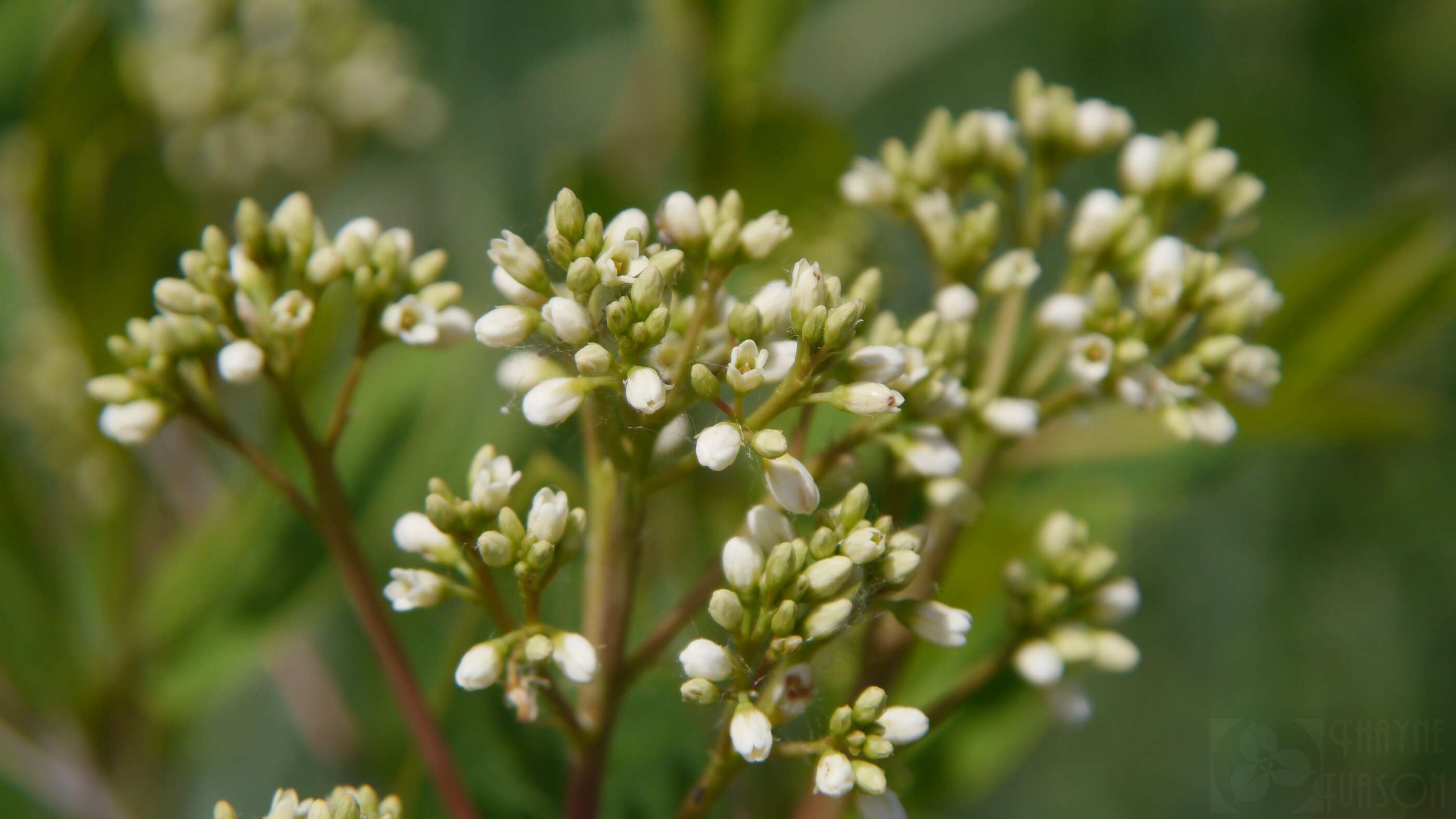 Image of Indian-hemp