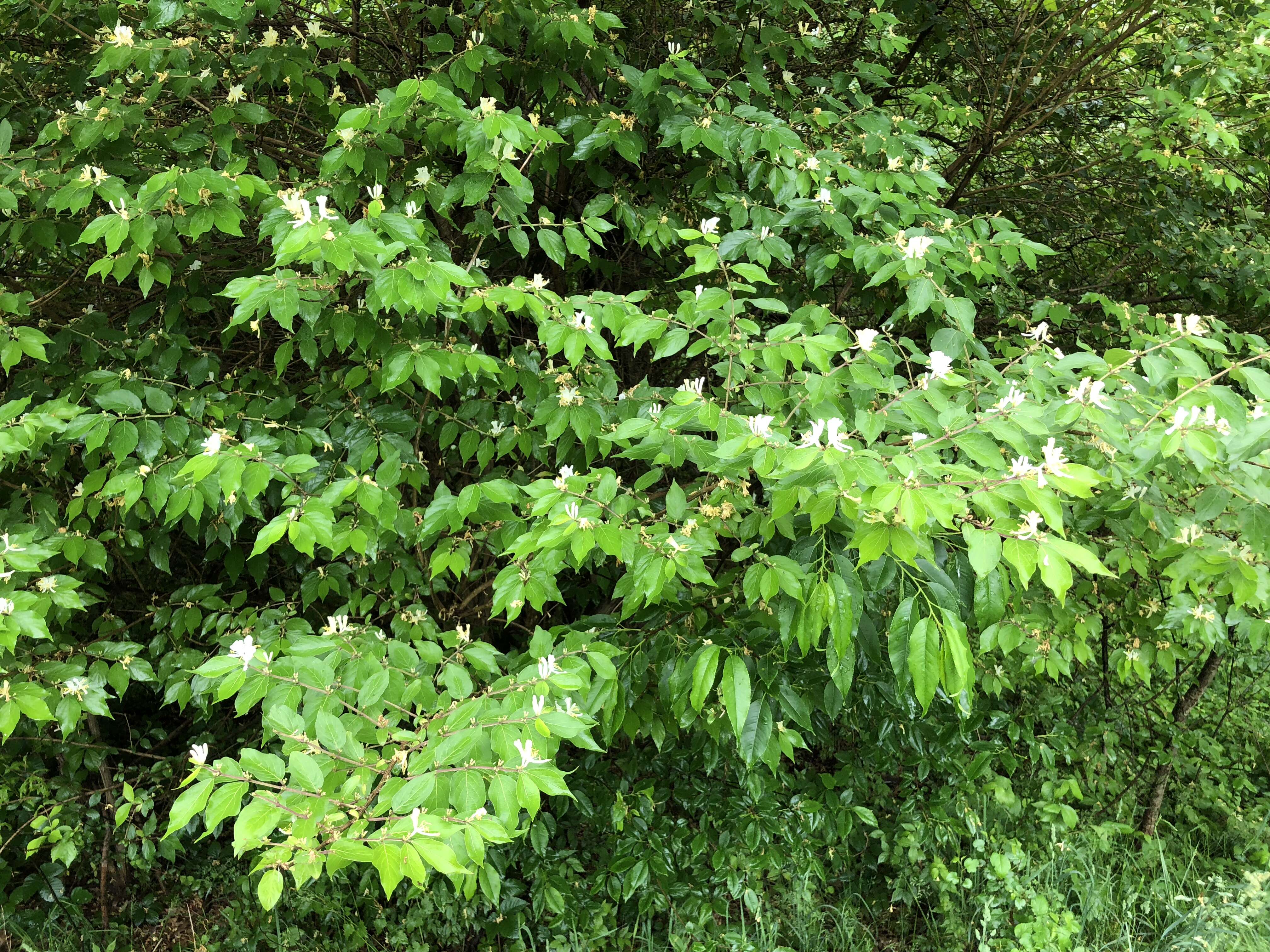 Image of Amur honeysuckle