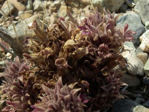 Image of Parish's broomrape