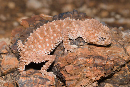 Image of Centralian Rough Knob-tail gecko