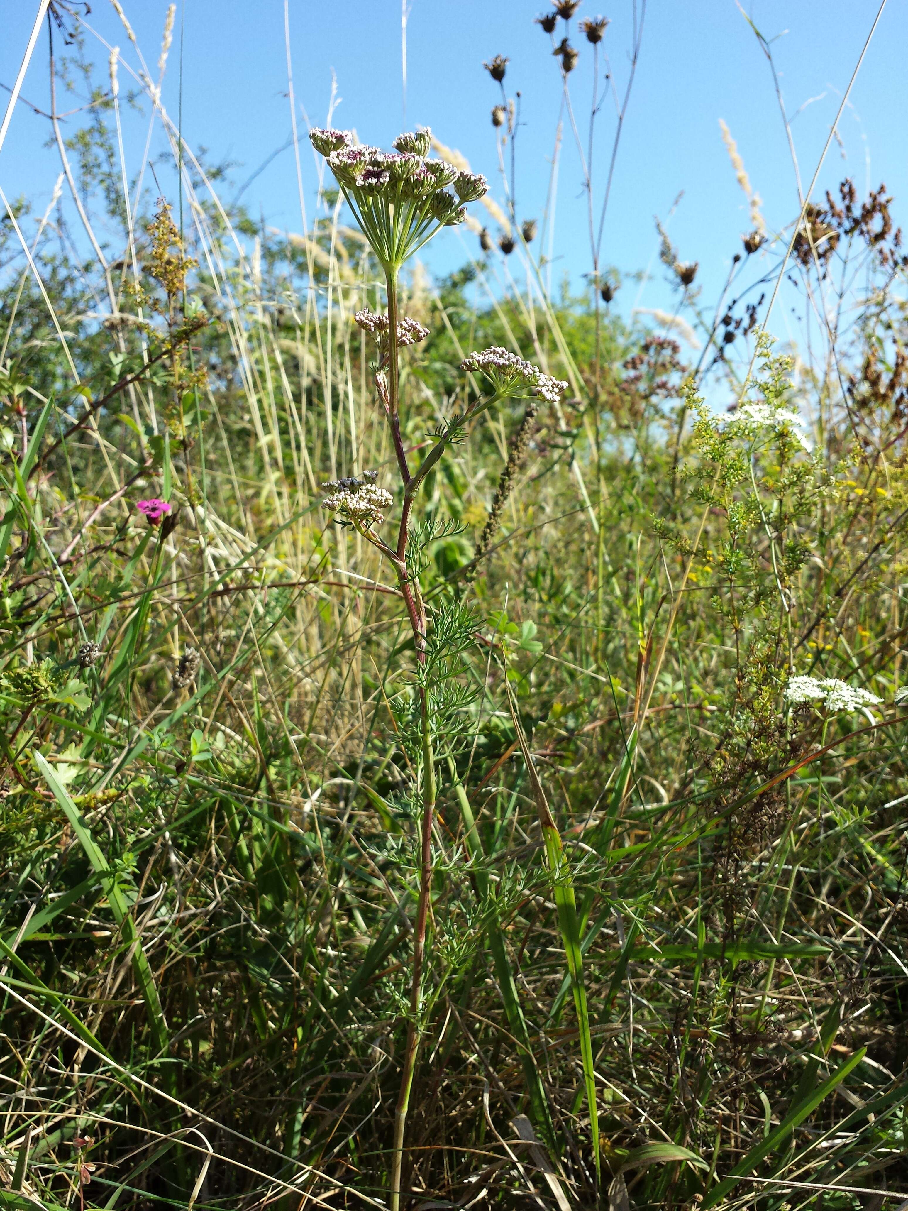 Image of Seseli annuum L.