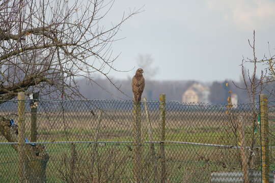 Image of Common Buzzard