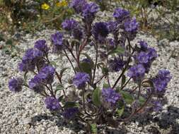 Image of low phacelia