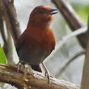 Image of Chestnut-throated Spinetail