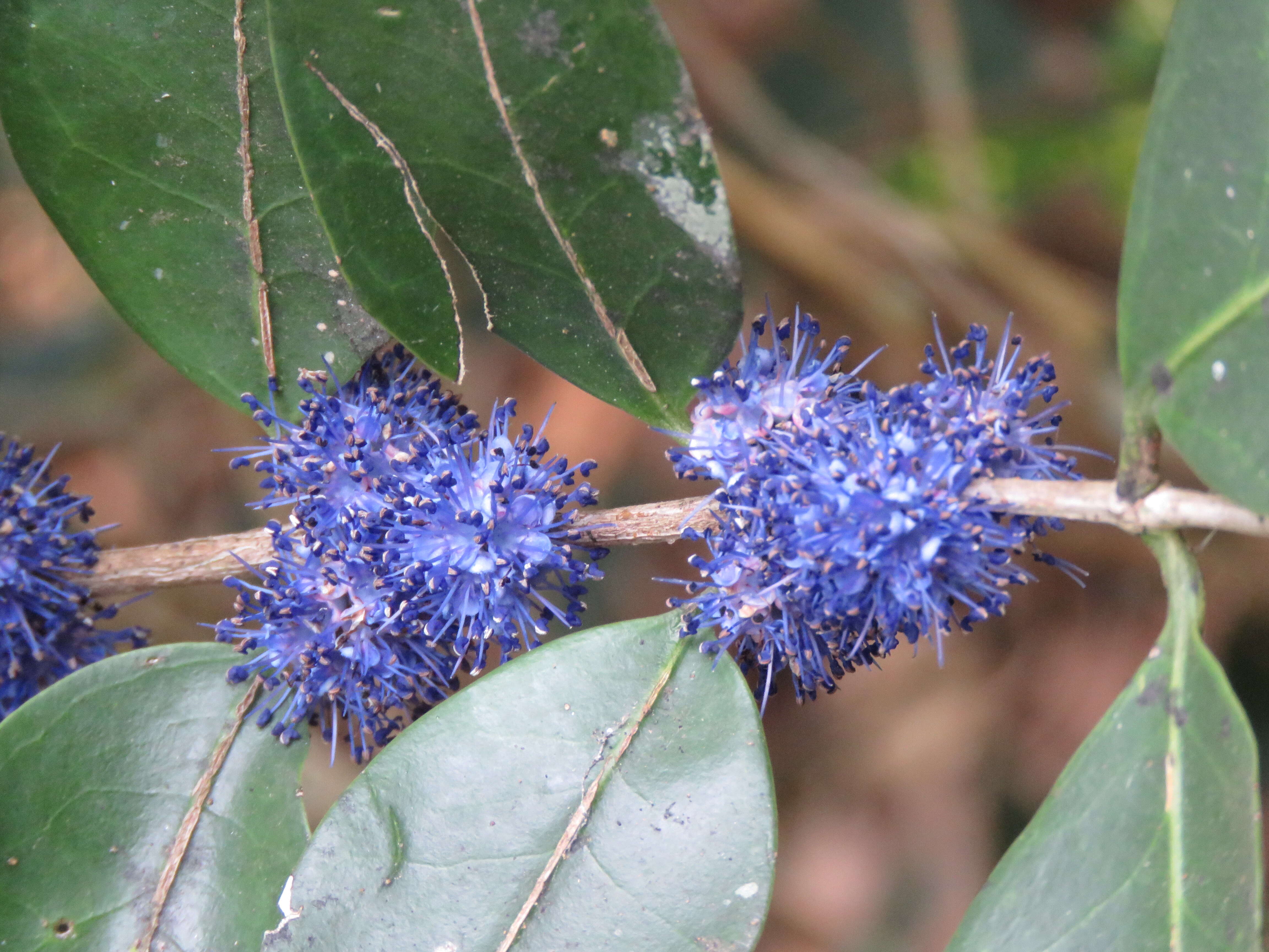 Слика од Memecylon umbellatum Burm. fil.