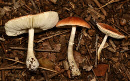 Leucoagaricus rubrotinctus (Peck) Singer 1948 resmi