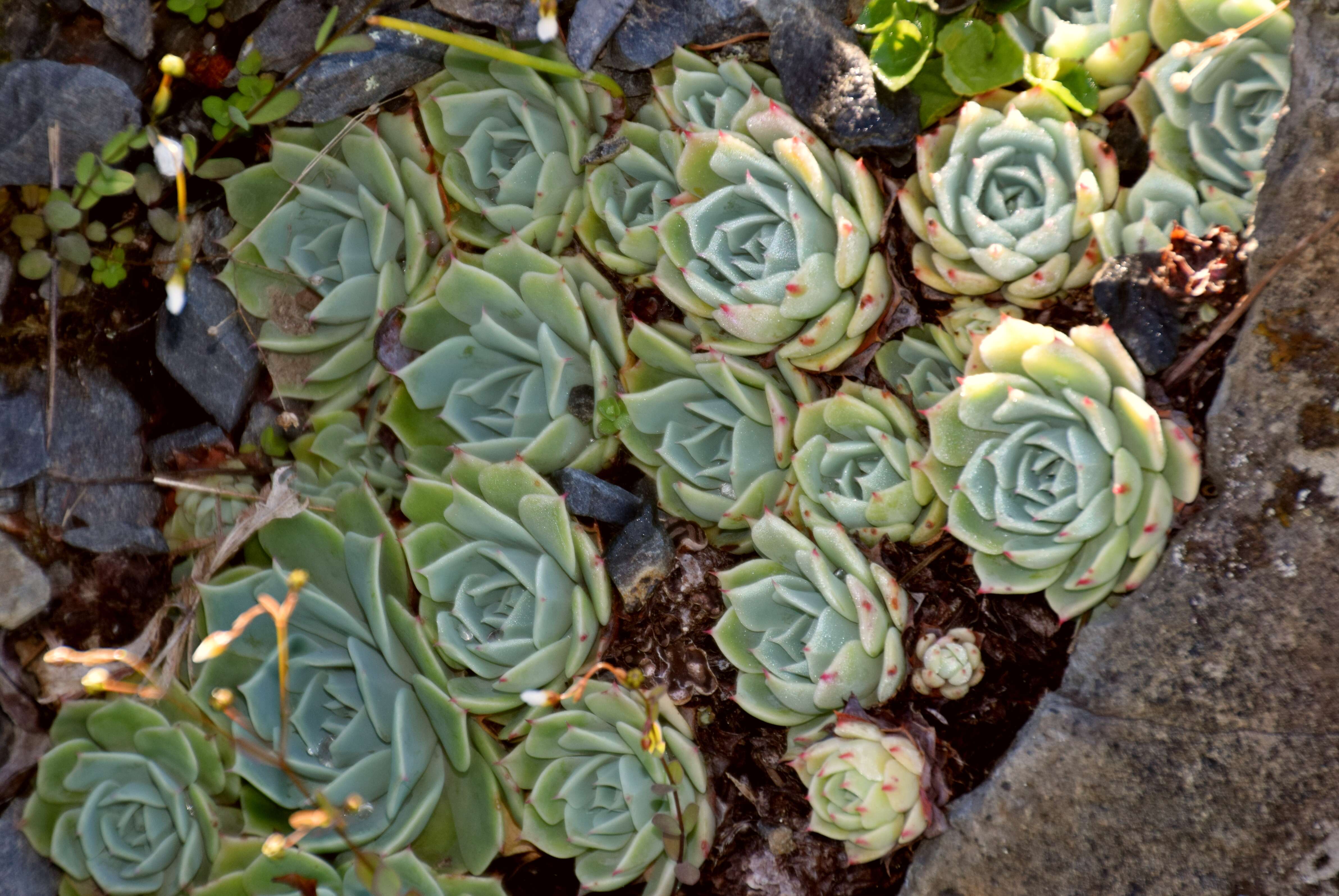 Image of hens and chicks