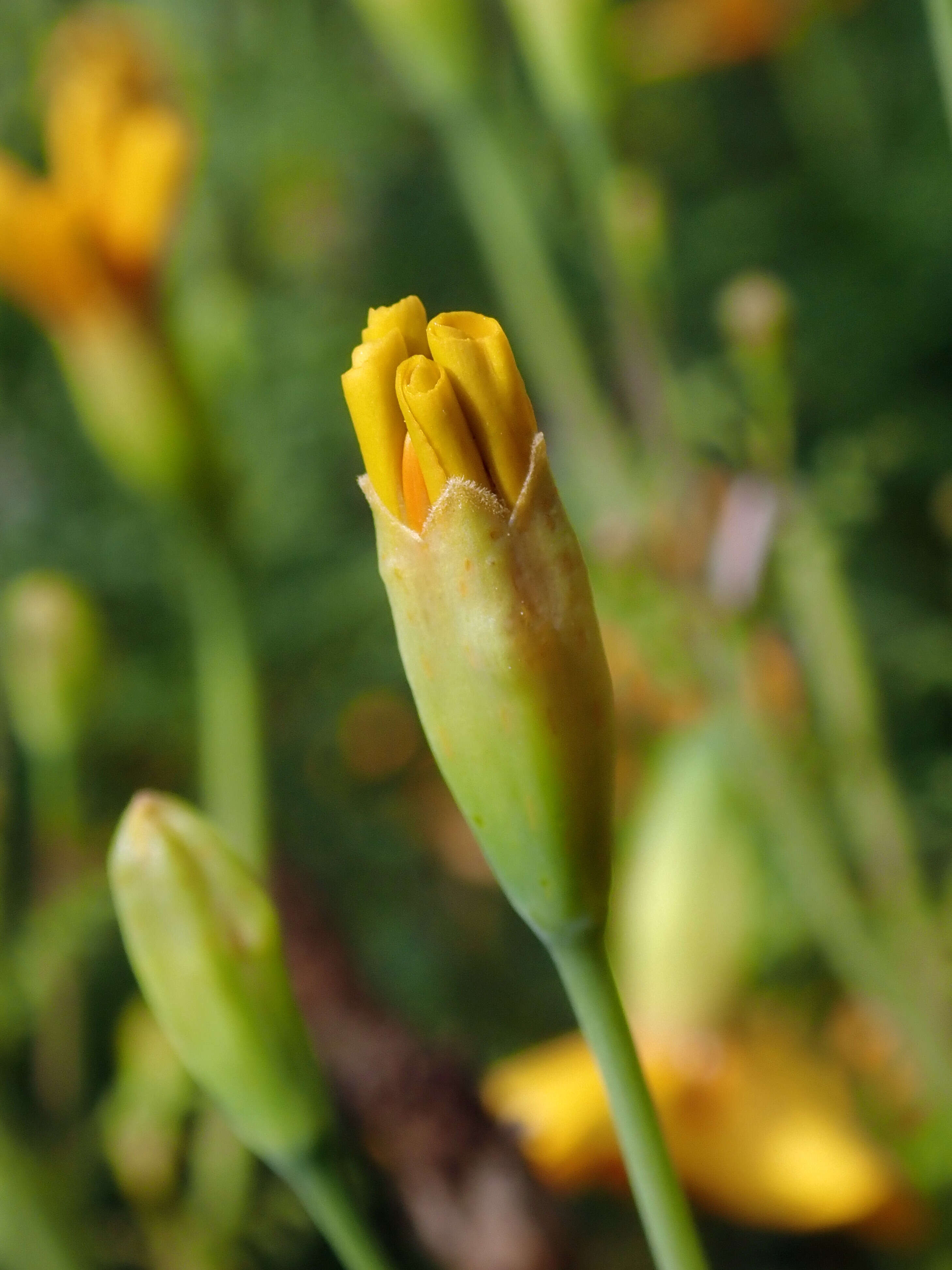 Tagetes tenuifolia Cav. resmi