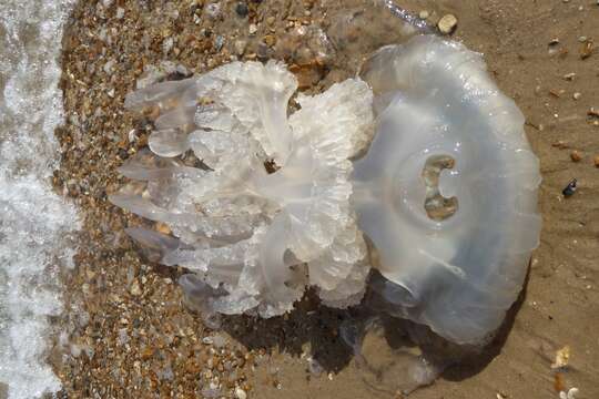 Image of barrel jellyfish