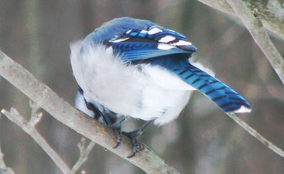 Image of Blue Jay