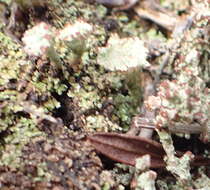 Image of cup lichen