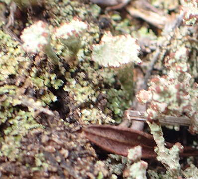 Image of cup lichen