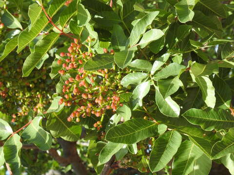 Image of Cyprus turpentine