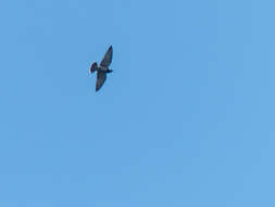 Image of Ashy Wood Swallow