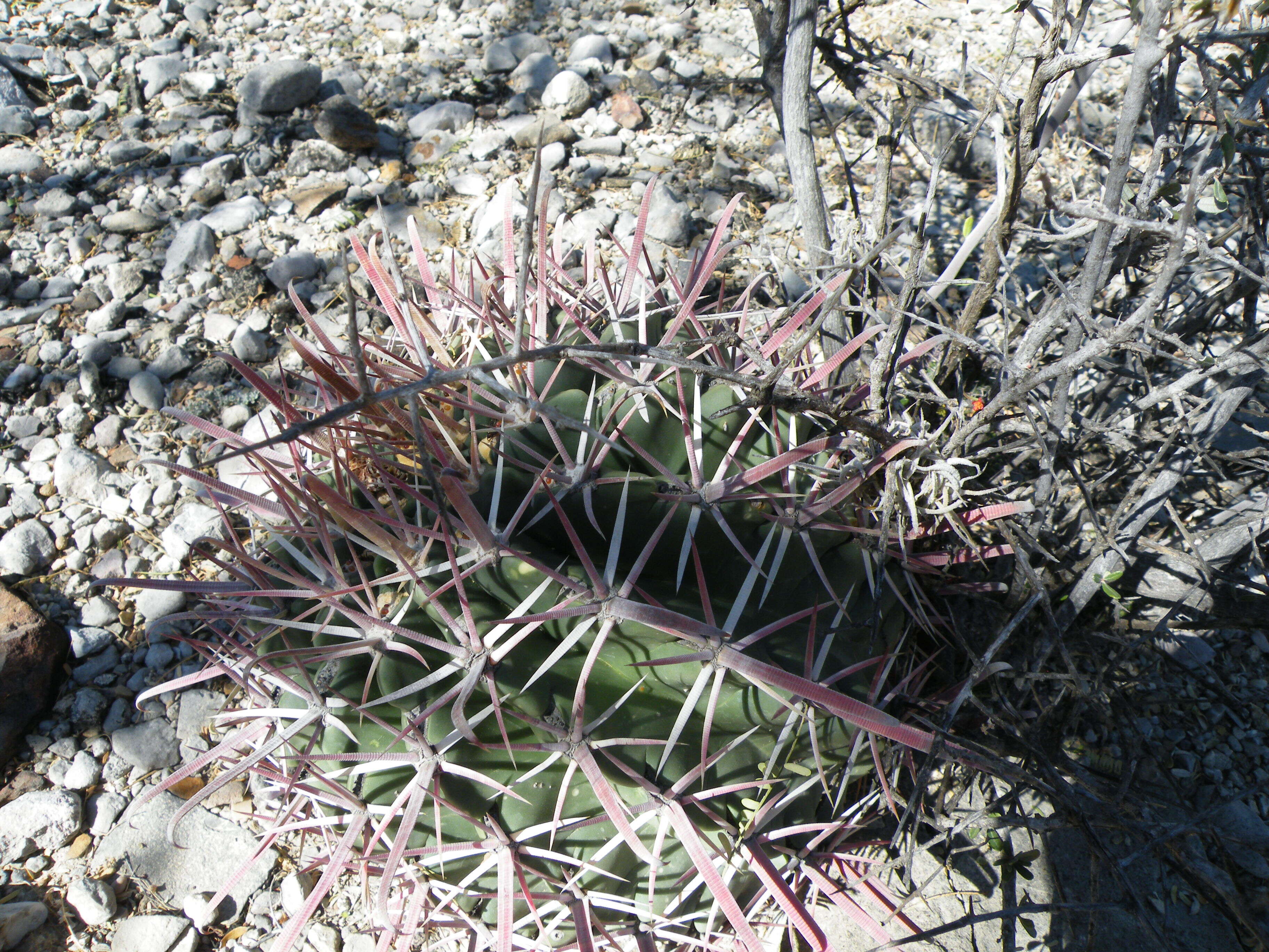 Image of Ferocactus latispinus (Haw.) Britton & Rose